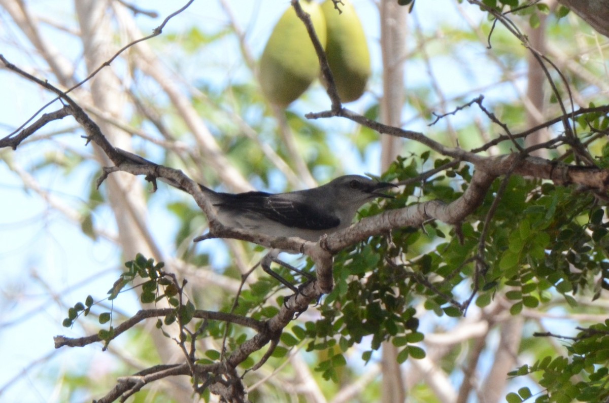 Tropikal Taklitçi - ML645253102