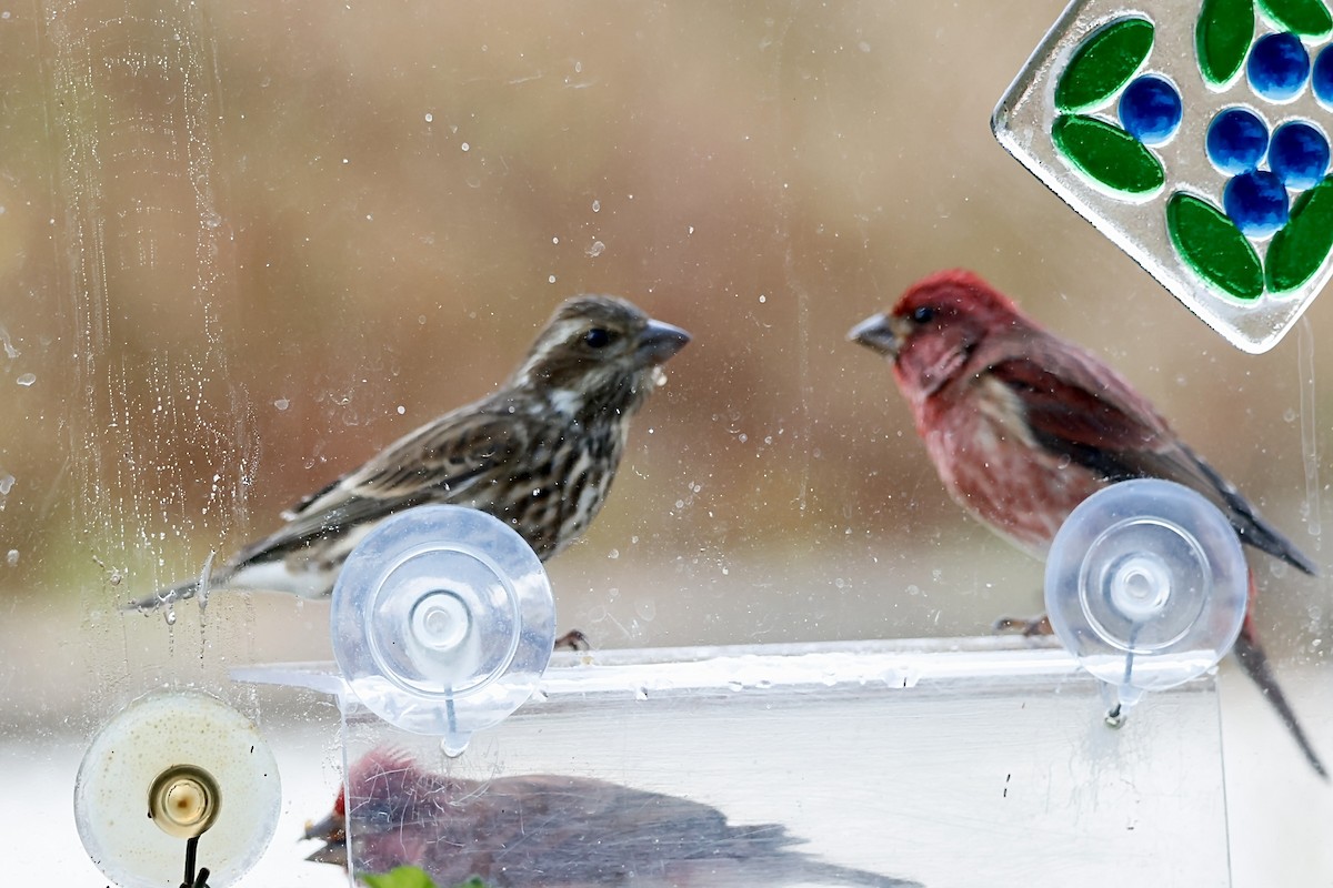 Чечевиця кармінова - ML645253103