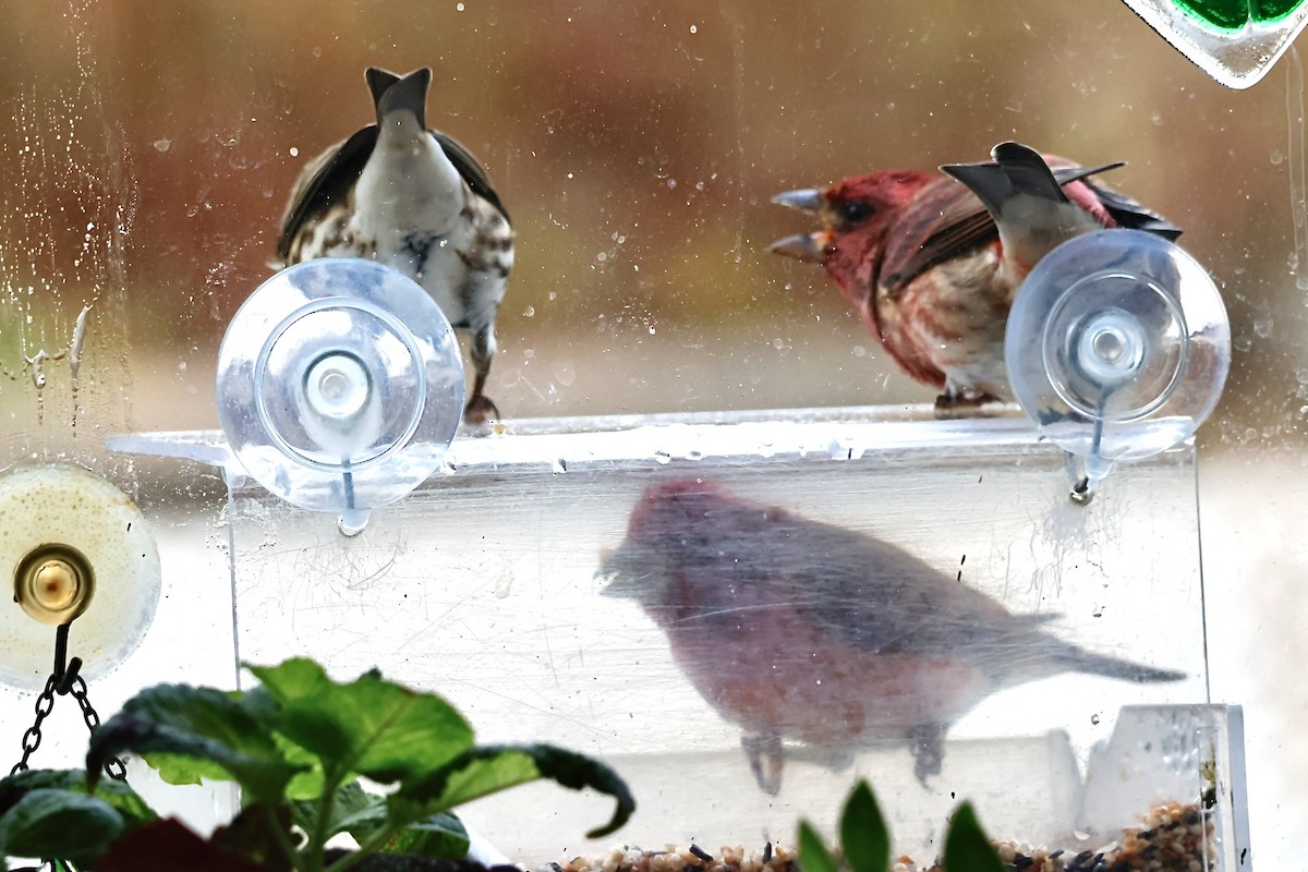 Чечевиця кармінова - ML645253104