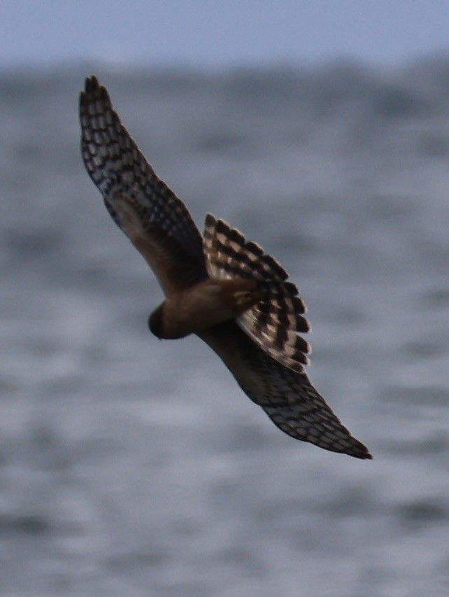 Лунь американський - ML645253111