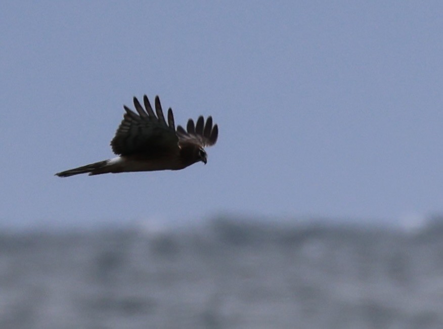 Лунь американський - ML645253113