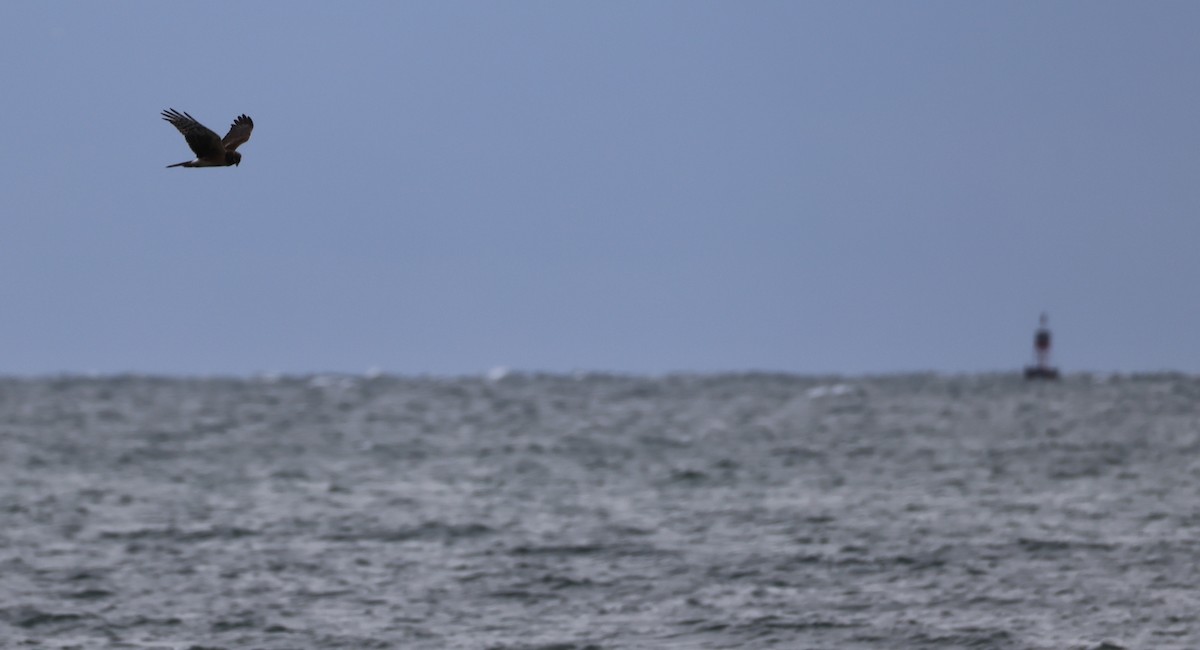 Лунь американський - ML645253137