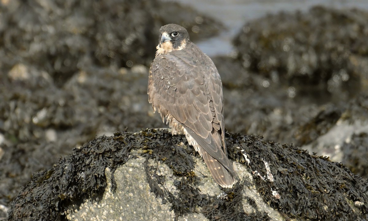 Peregrine Falcon - ML645253140