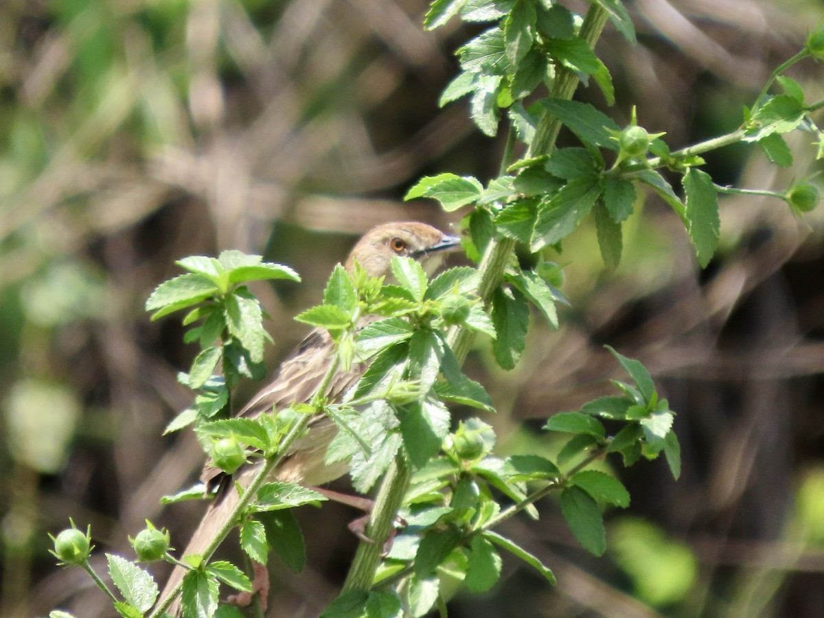 Rattling Cisticola - ML645253143