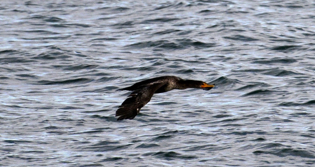 Cormoran à aigrettes - ML645253146