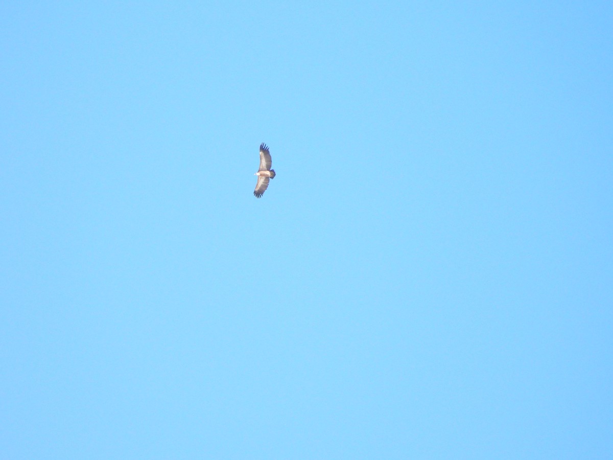 Eurasian Griffon - ML645253147