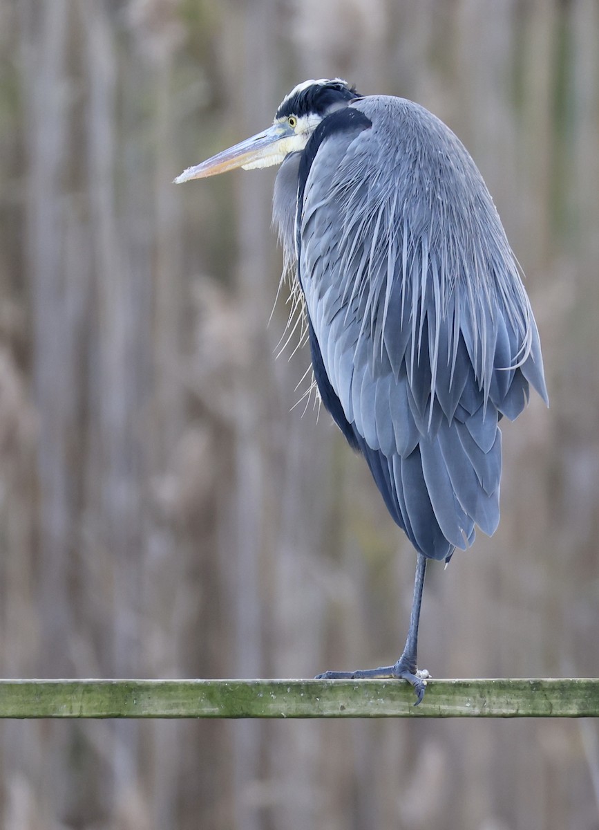 Great Blue Heron (Great Blue) - ML645253154