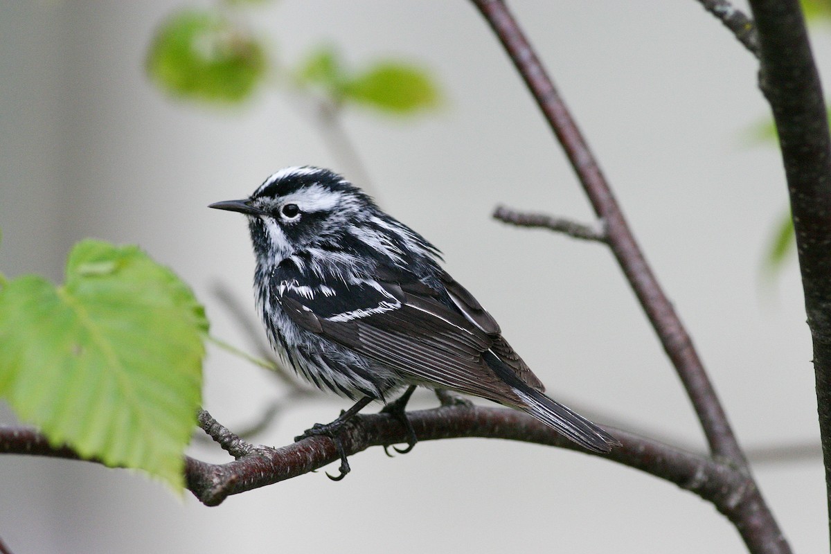 Black-and-white Warbler - ML645253157