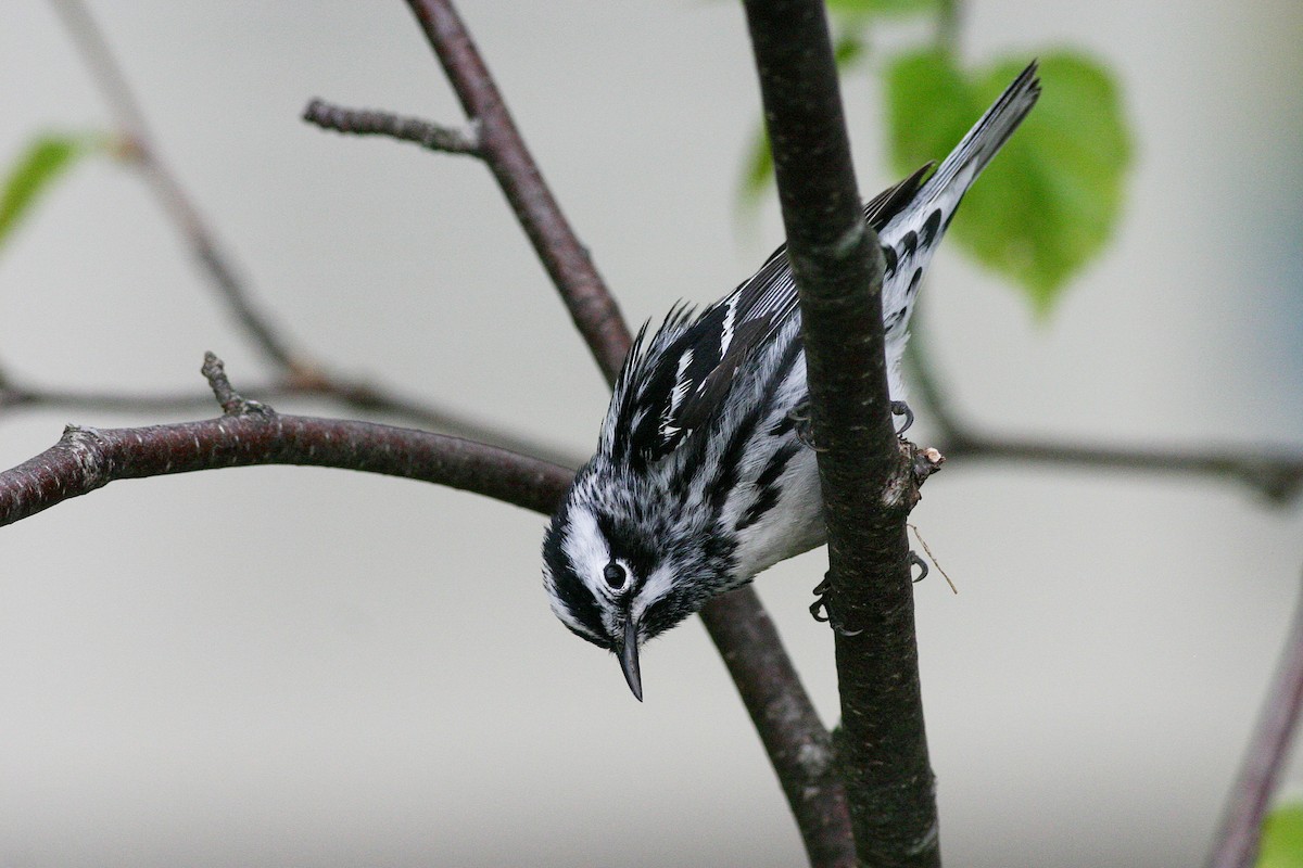 Black-and-white Warbler - ML645253158