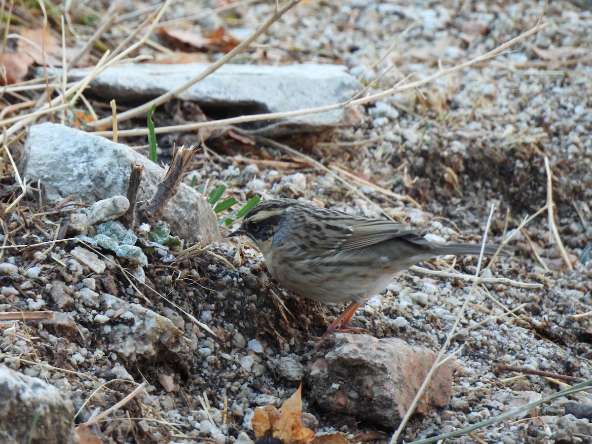 Black-throated Accentor - ML645253160