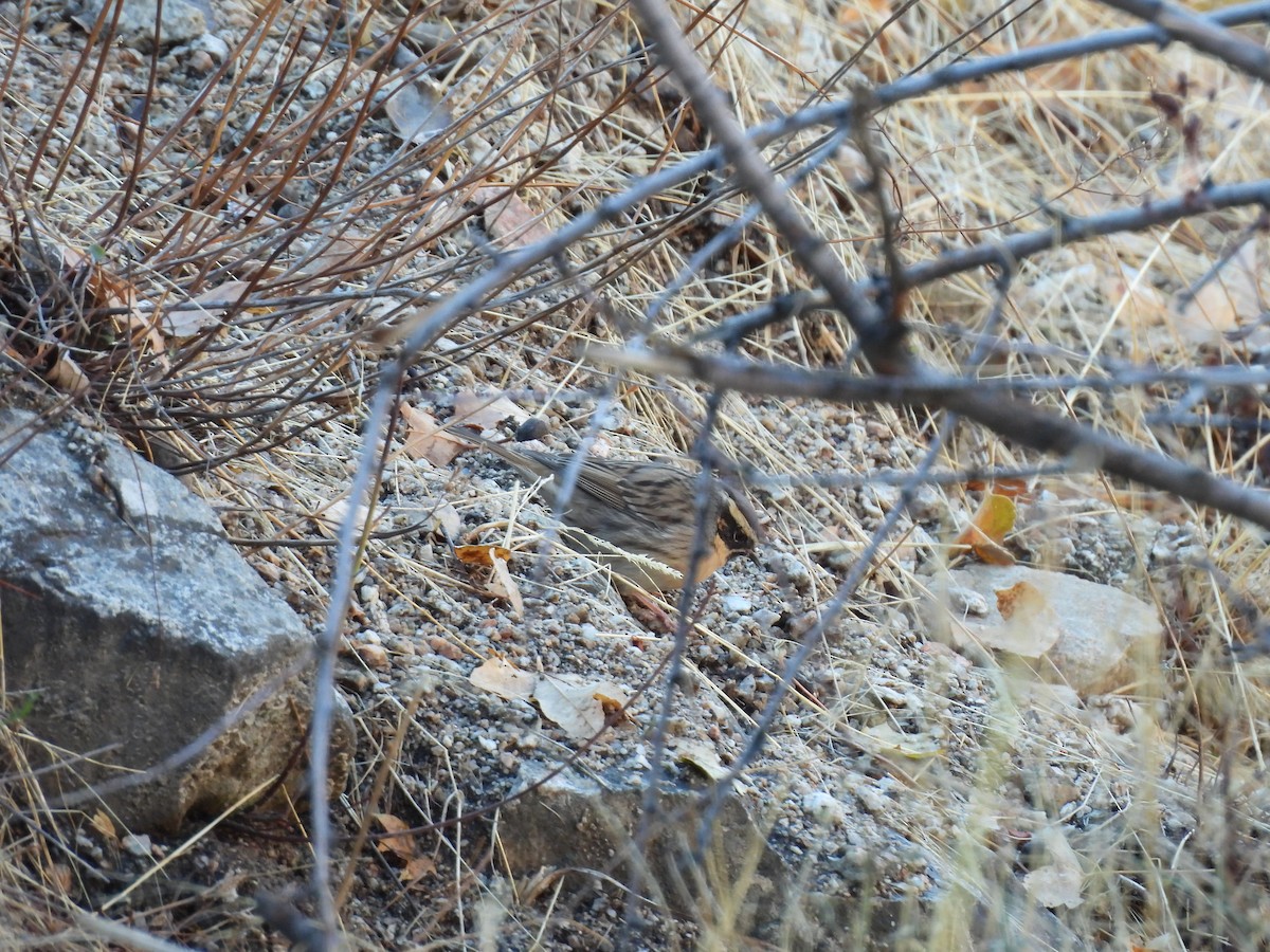 Black-throated Accentor - ML645253161