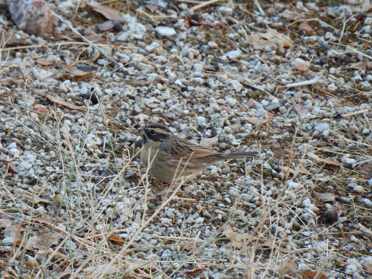 Black-throated Accentor - ML645253162