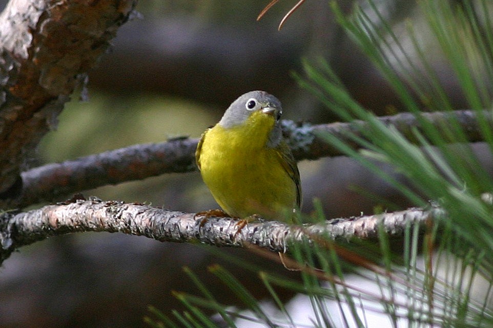 Nashville Warbler - ML645253163