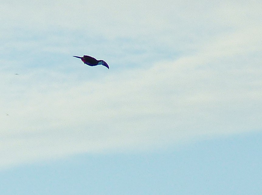 White-throated Toucan - ML645253165