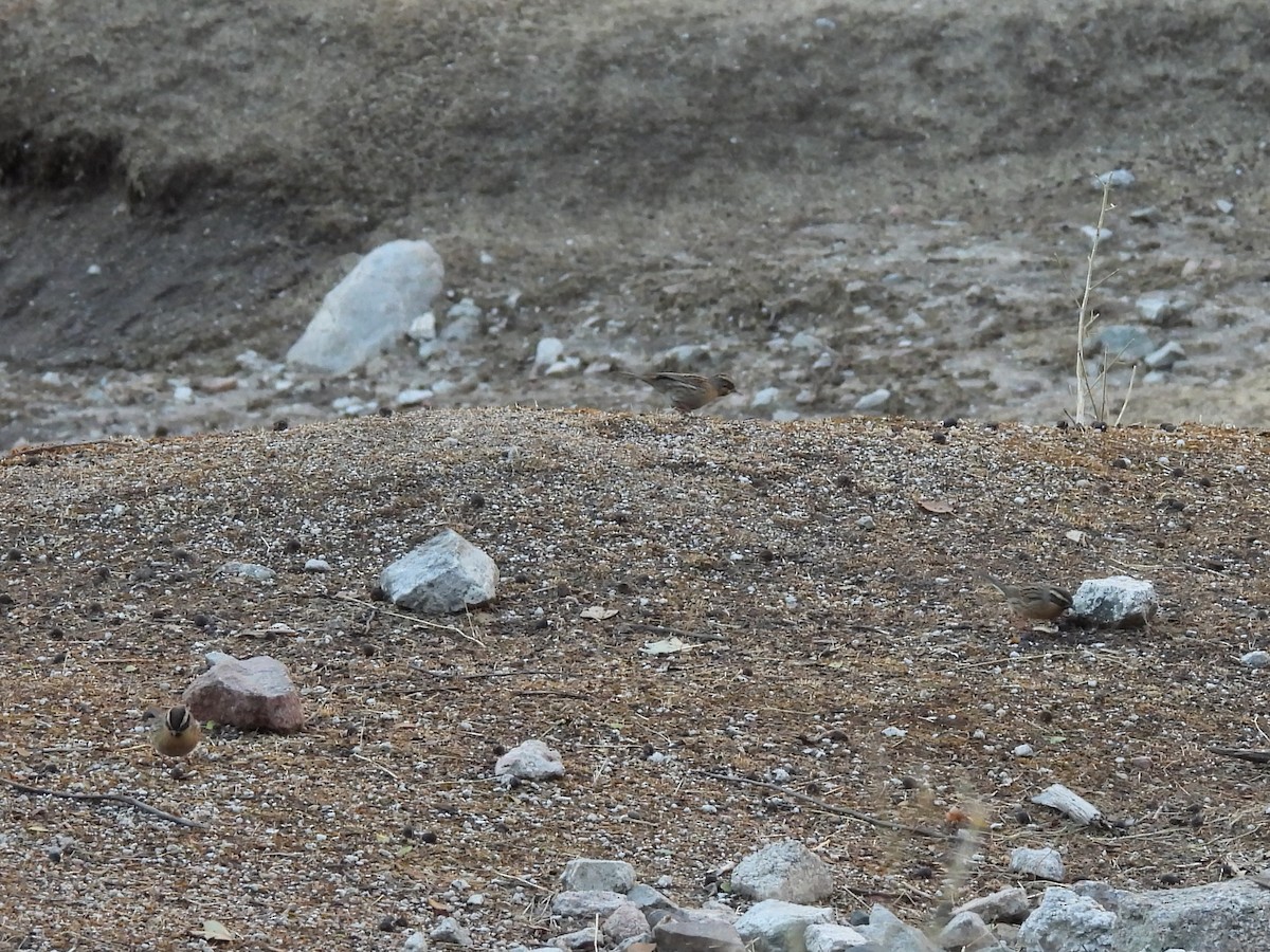 Black-throated Accentor - ML645253179