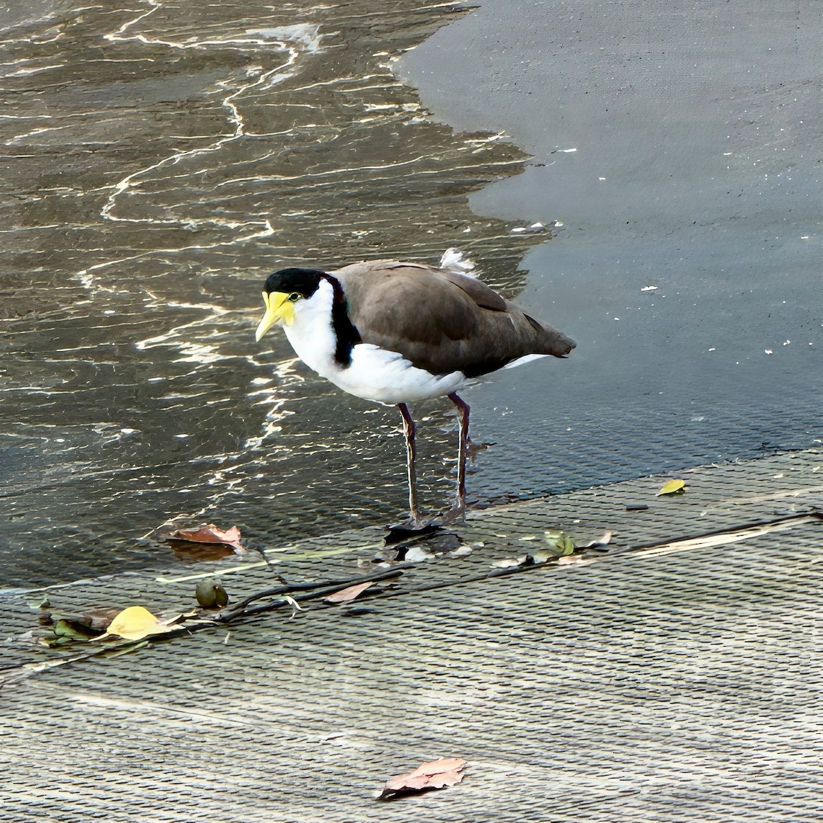 Hegabera maskaraduna - ML645253180