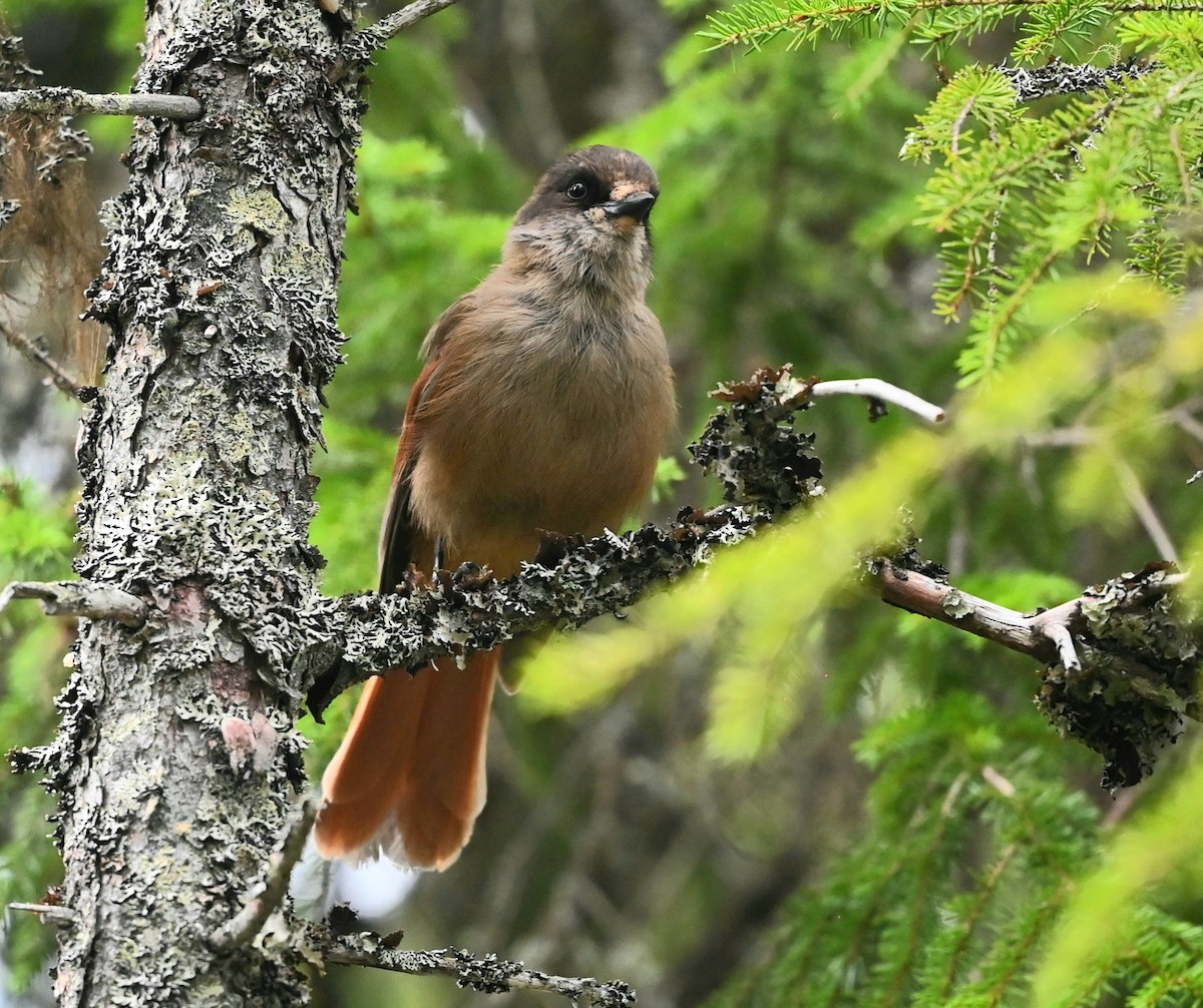 Siberian Jay - ML645253194