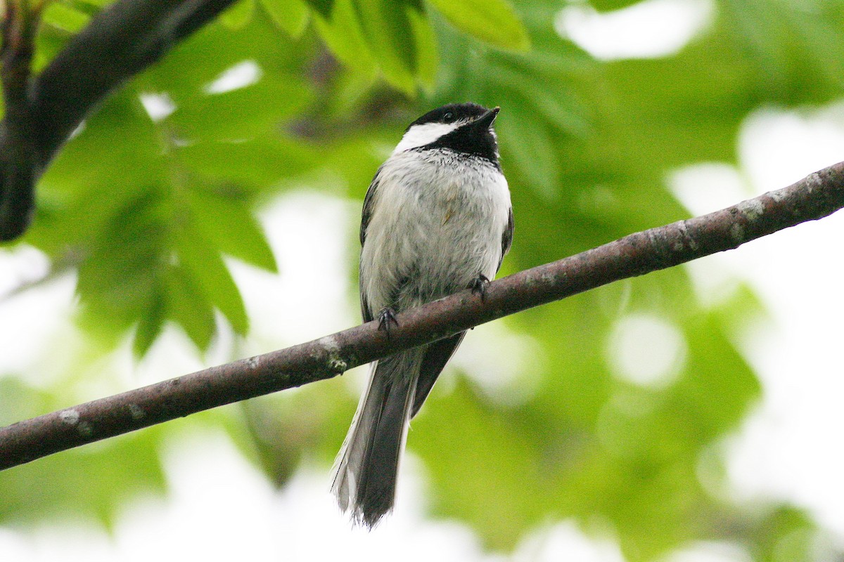 Black-capped Chickadee - ML645253196