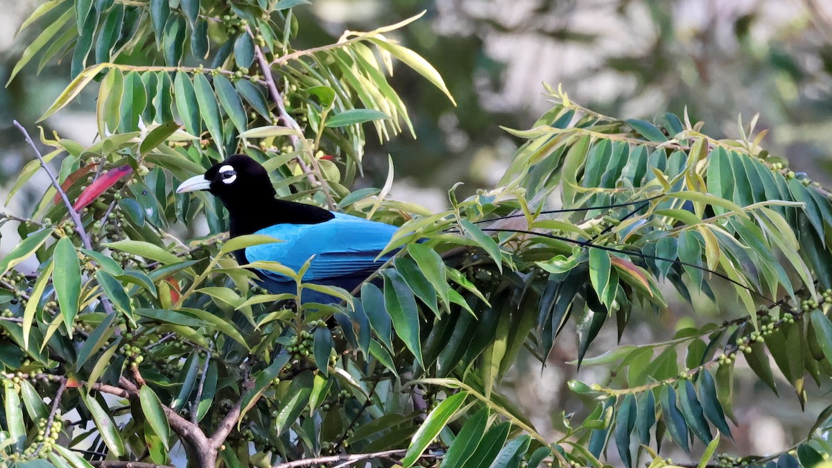 Blue Bird-of-Paradise - ML645253197