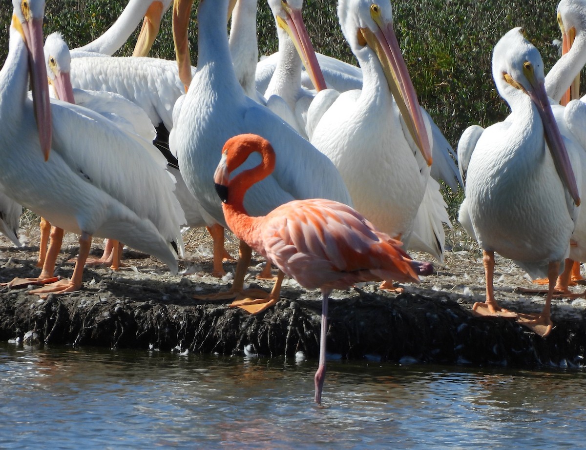 Amerika Flamingosu - ML645253200