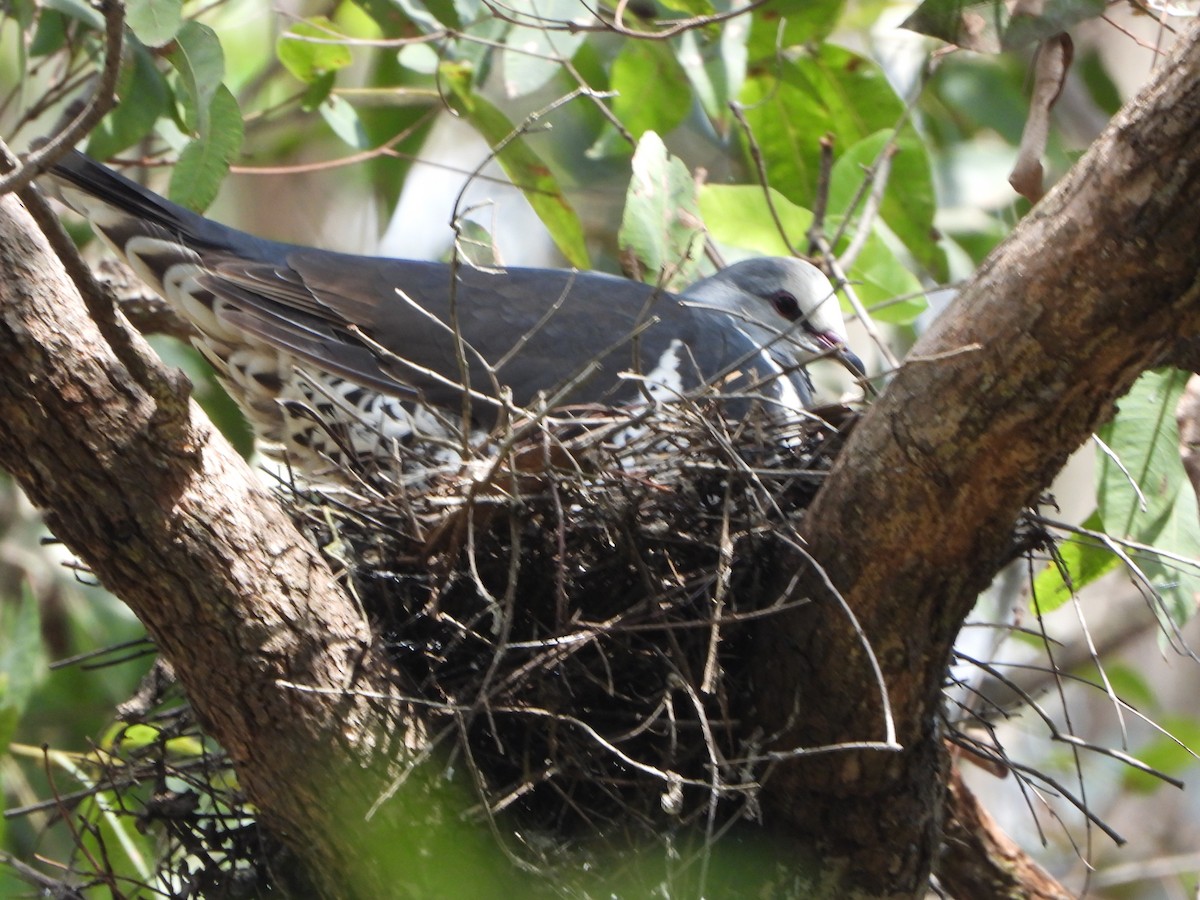 Вонга - ML645253207