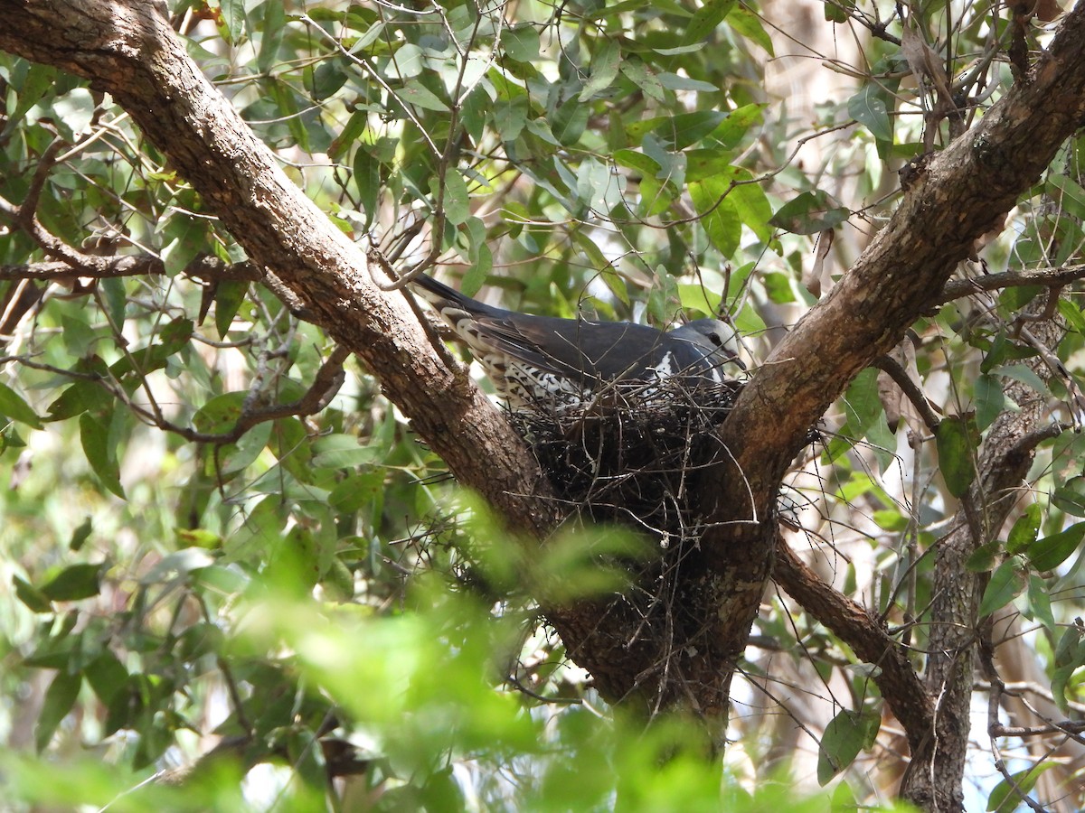 Вонга - ML645253208