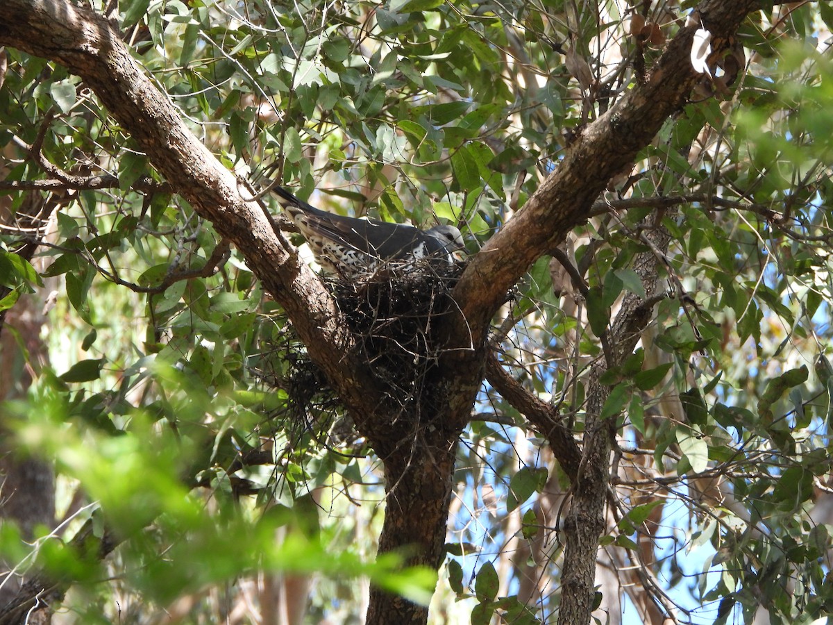 Вонга - ML645253209