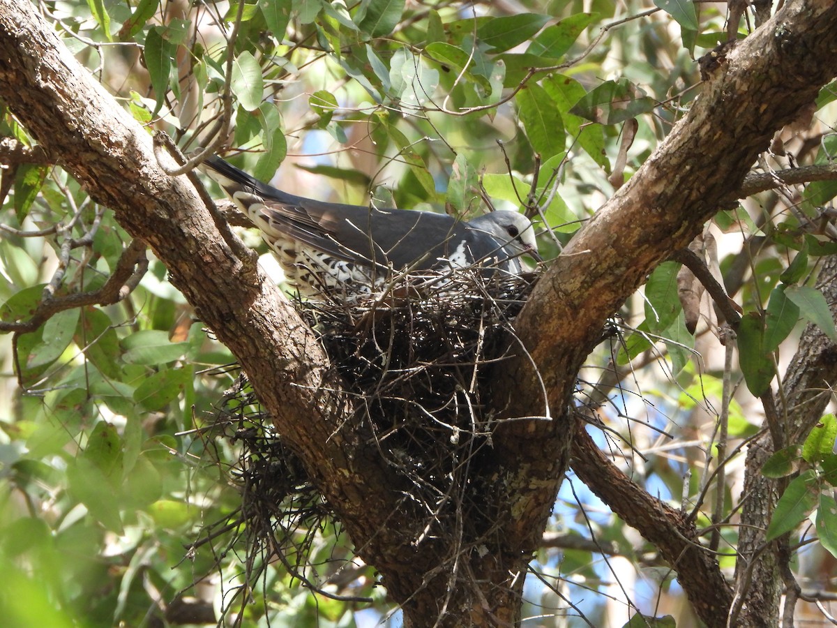 Вонга - ML645253210