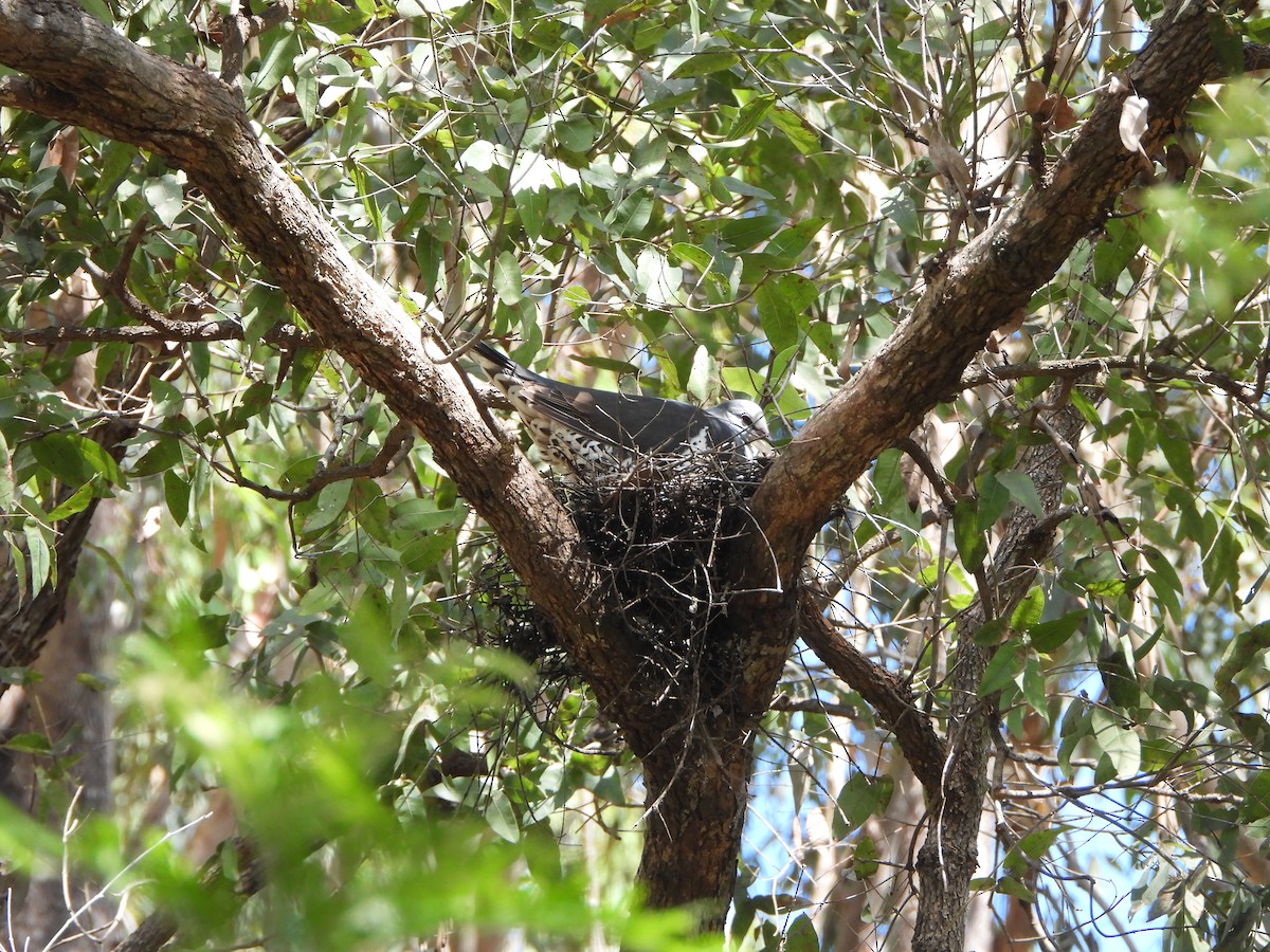 Вонга - ML645253211