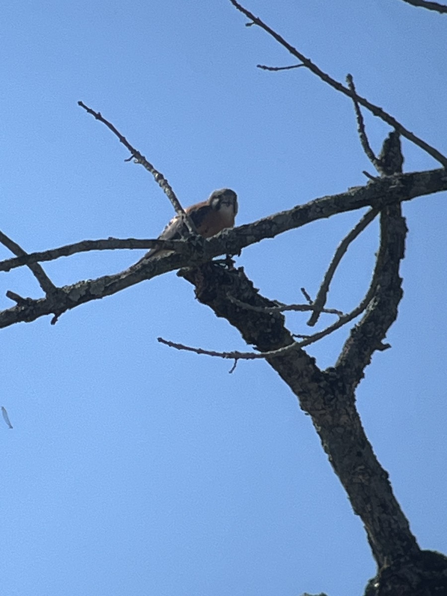 Боривітер американський - ML645253212