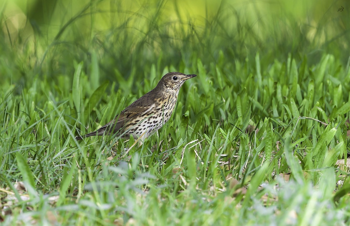 Дрізд співочий - ML645253213