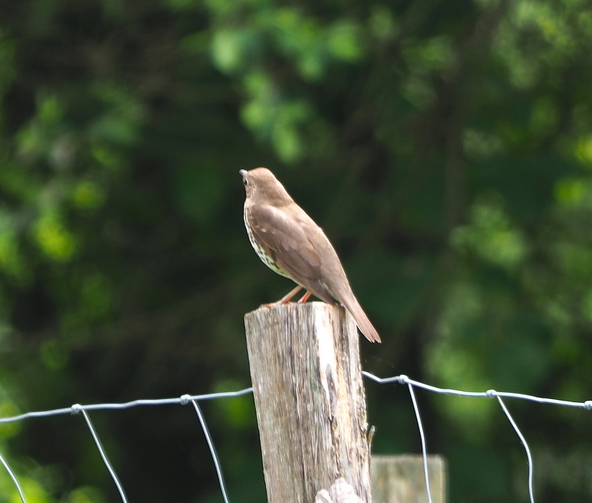 Дрізд співочий - ML645253214