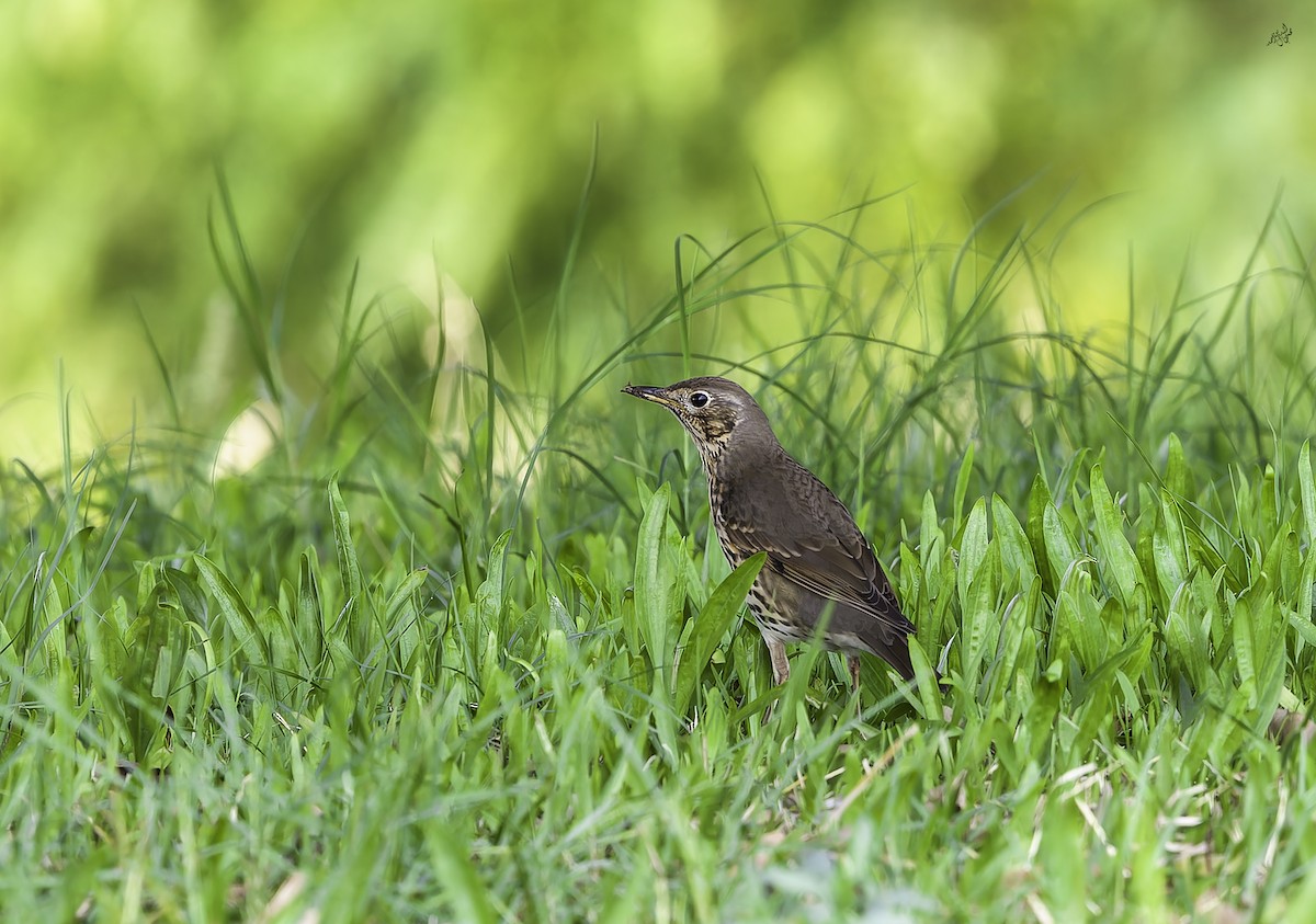 Дрізд співочий - ML645253215