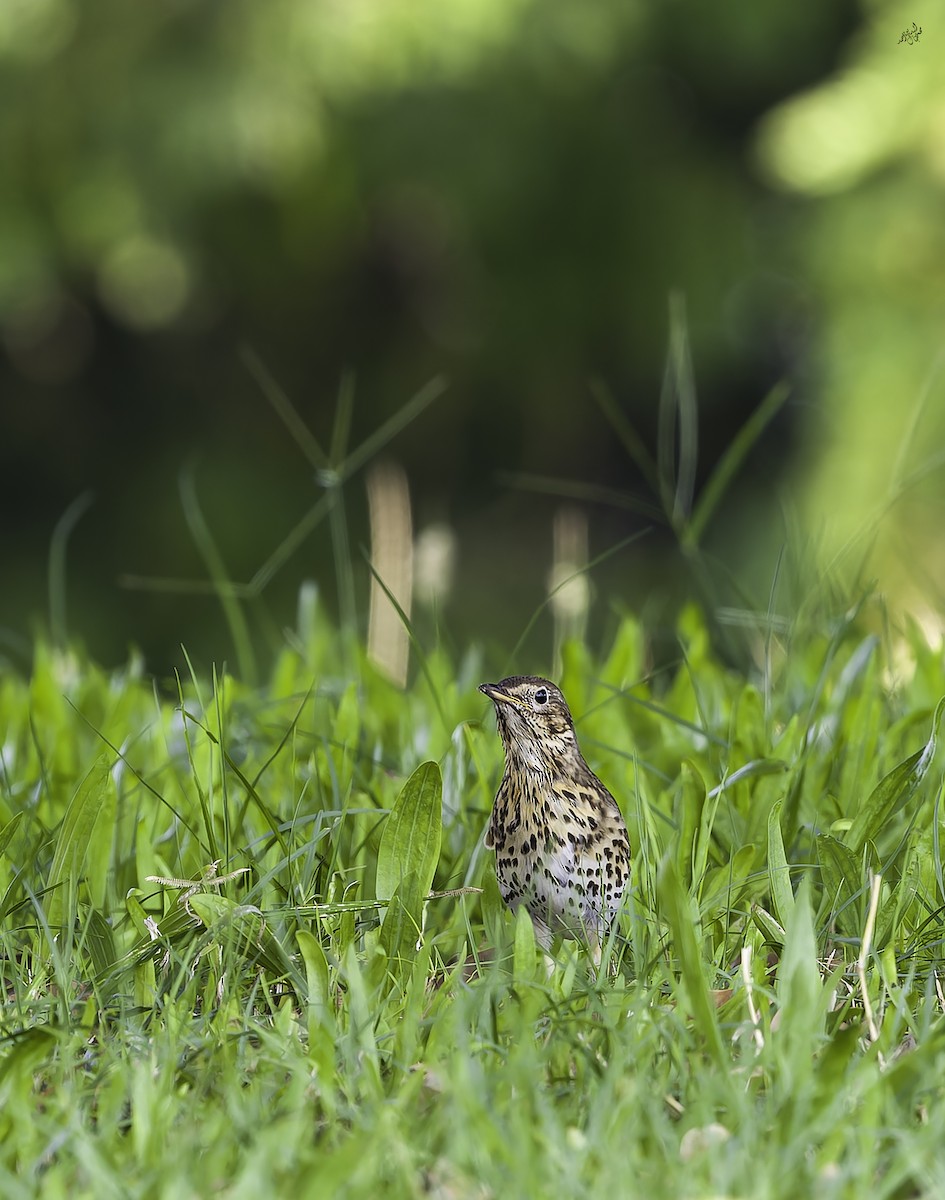 Дрізд співочий - ML645253216