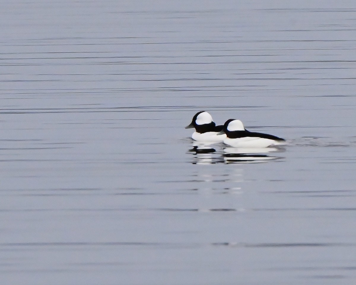 Гоголь малий - ML645253217