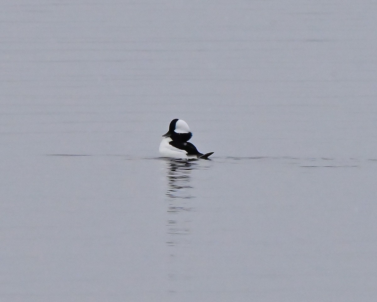 Гоголь малий - ML645253218