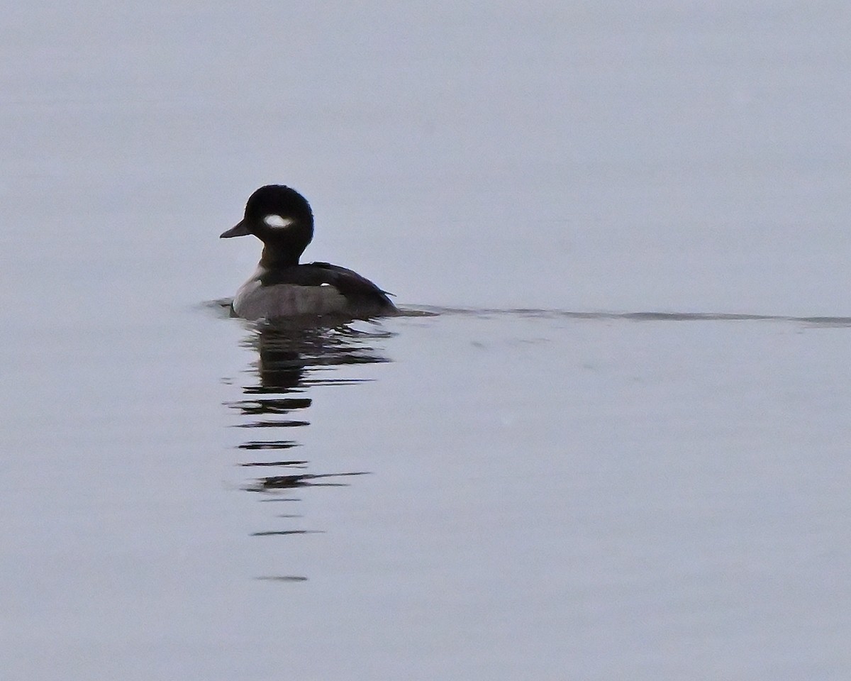 Гоголь малий - ML645253219