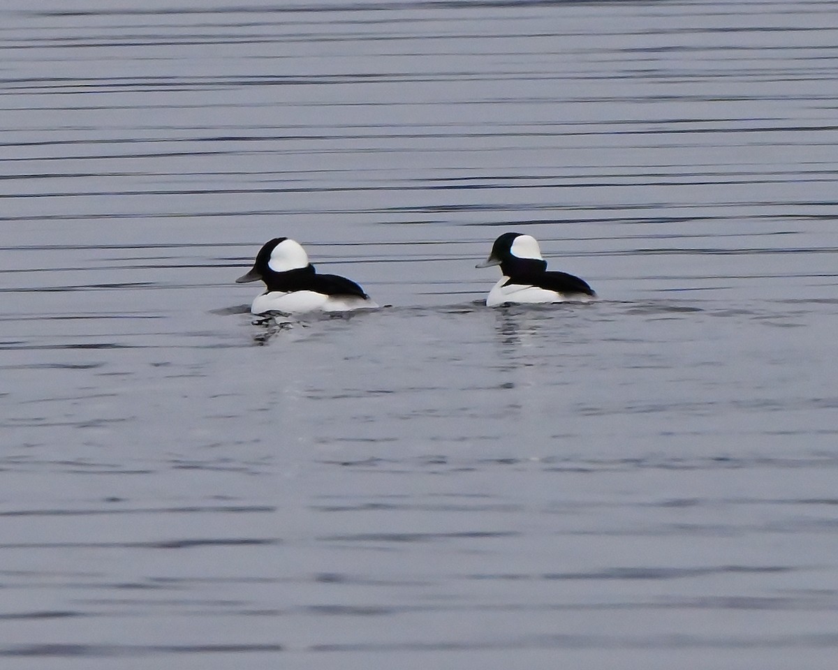 Гоголь малий - ML645253220