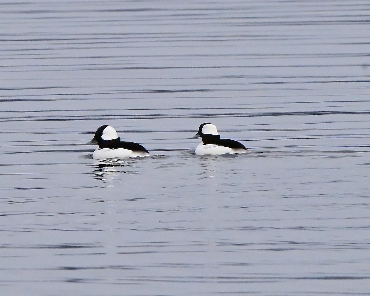 Гоголь малий - ML645253221