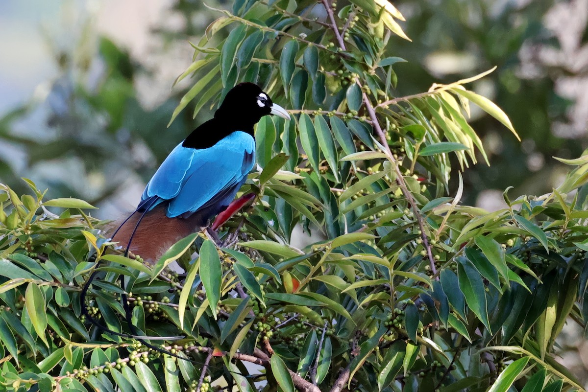 Дивоптах блакитний - ML645253222