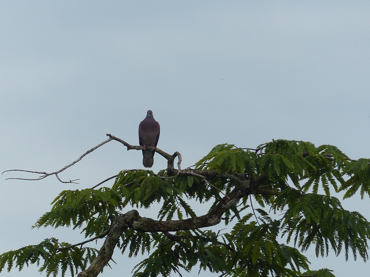 Голуб рожевошиїй - ML645253224