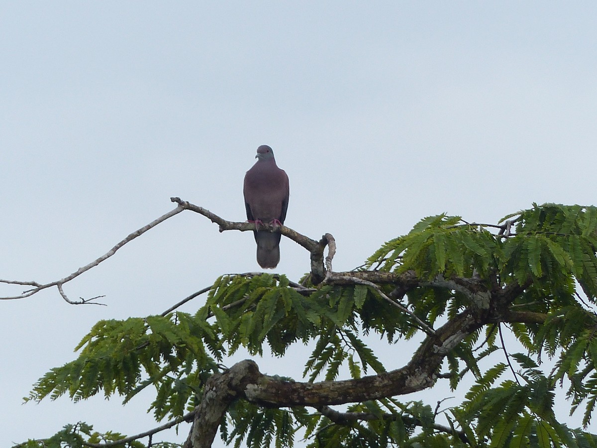Голуб рожевошиїй - ML645253225