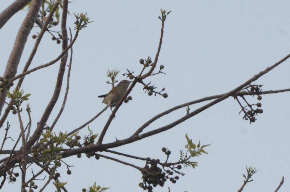 Червоїд світлобровий - ML645253231