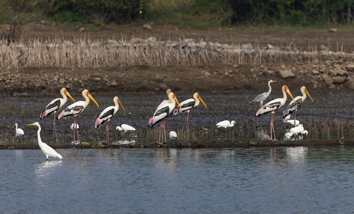 Лелека-тантал індійський - ML645253232