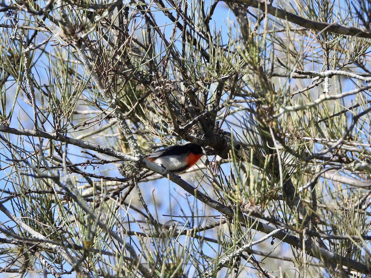 Квіткоїд австралійський - ML645253233