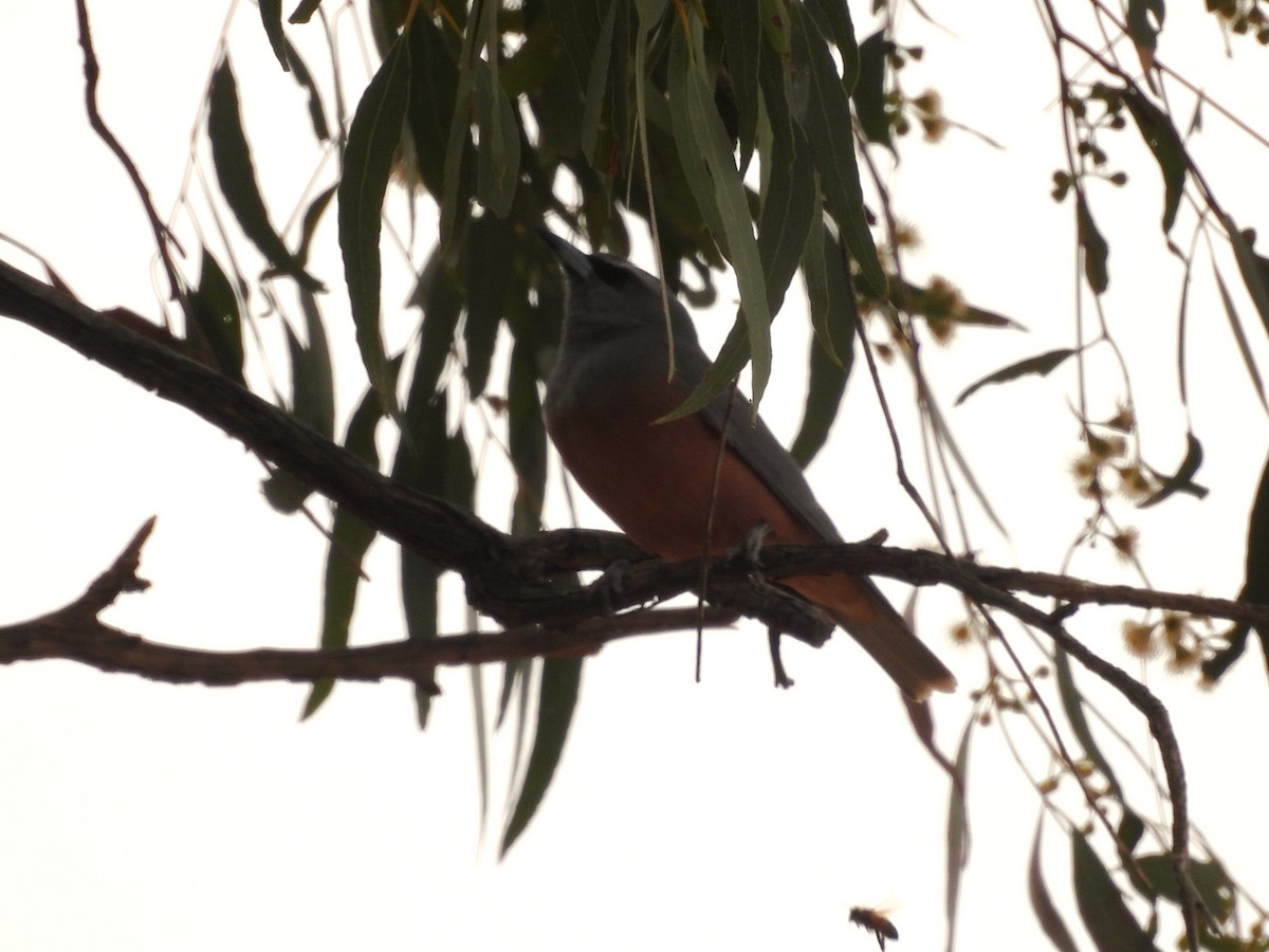 Ланграйн білобровий - ML645253234