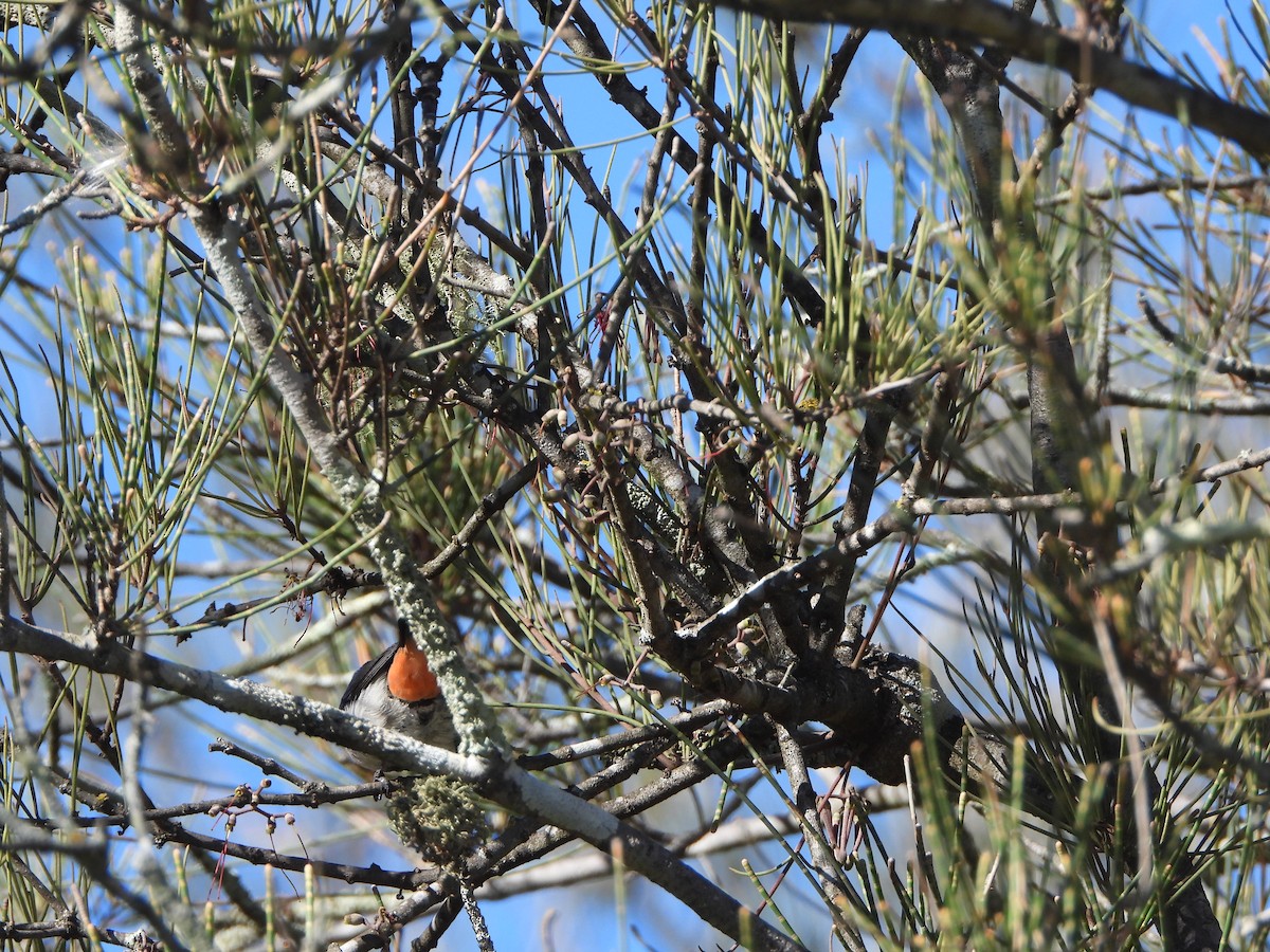 Квіткоїд австралійський - ML645253235