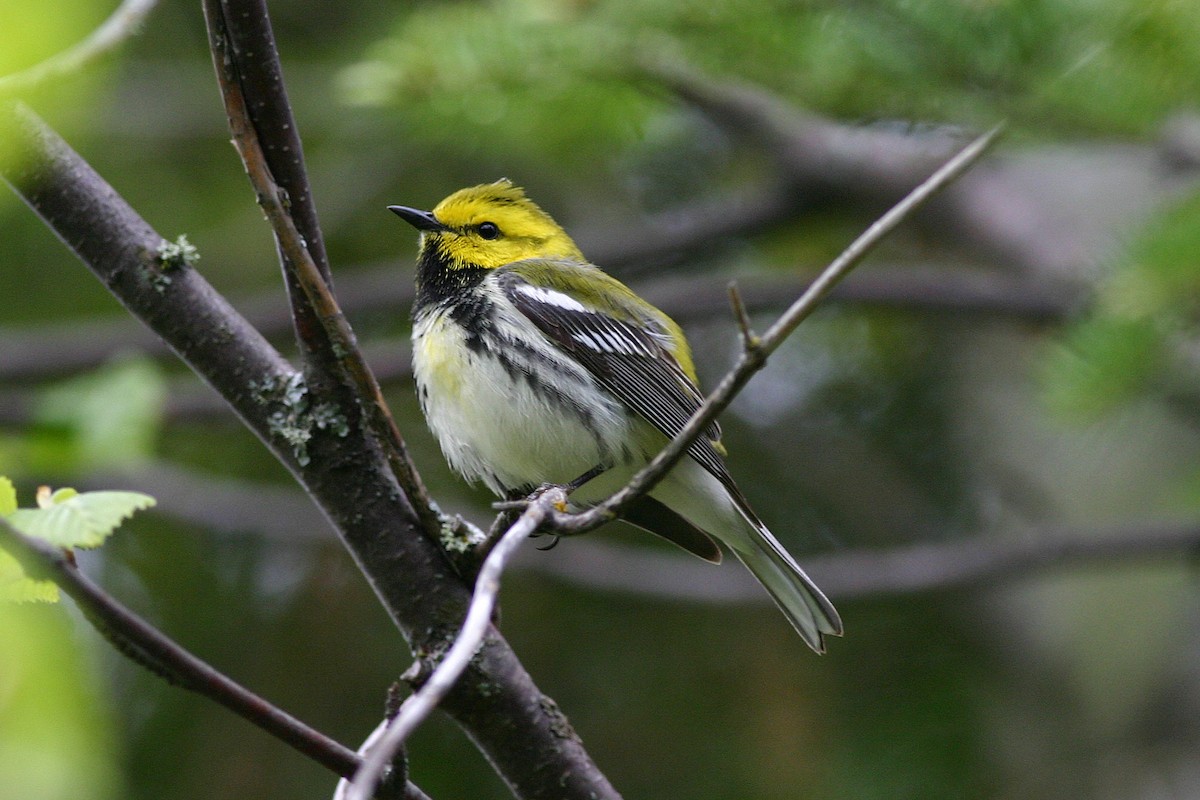 Пісняр-лісовик чорногорлий - ML645253237