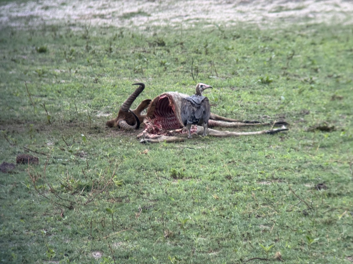 Стерв'ятник бурий - ML645253238