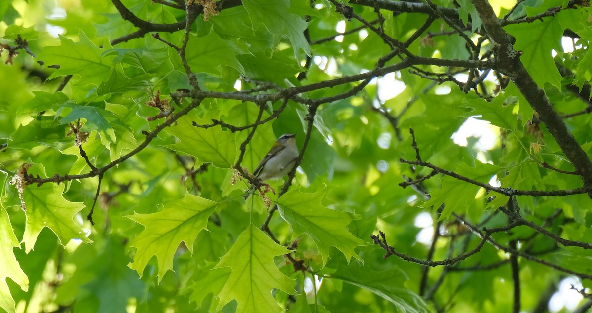 Золотомушка червоночуба - ML645253239